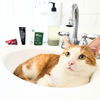 adoptable Cat in brooklyn, NY named Quentin