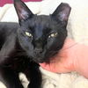 adoptable Cat in brooklyn, NY named Rego