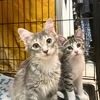 adoptable Cat in  named Mirror & Marzi
