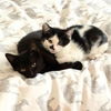 adoptable Cat in brooklyn, NY named Bobbi & Manta