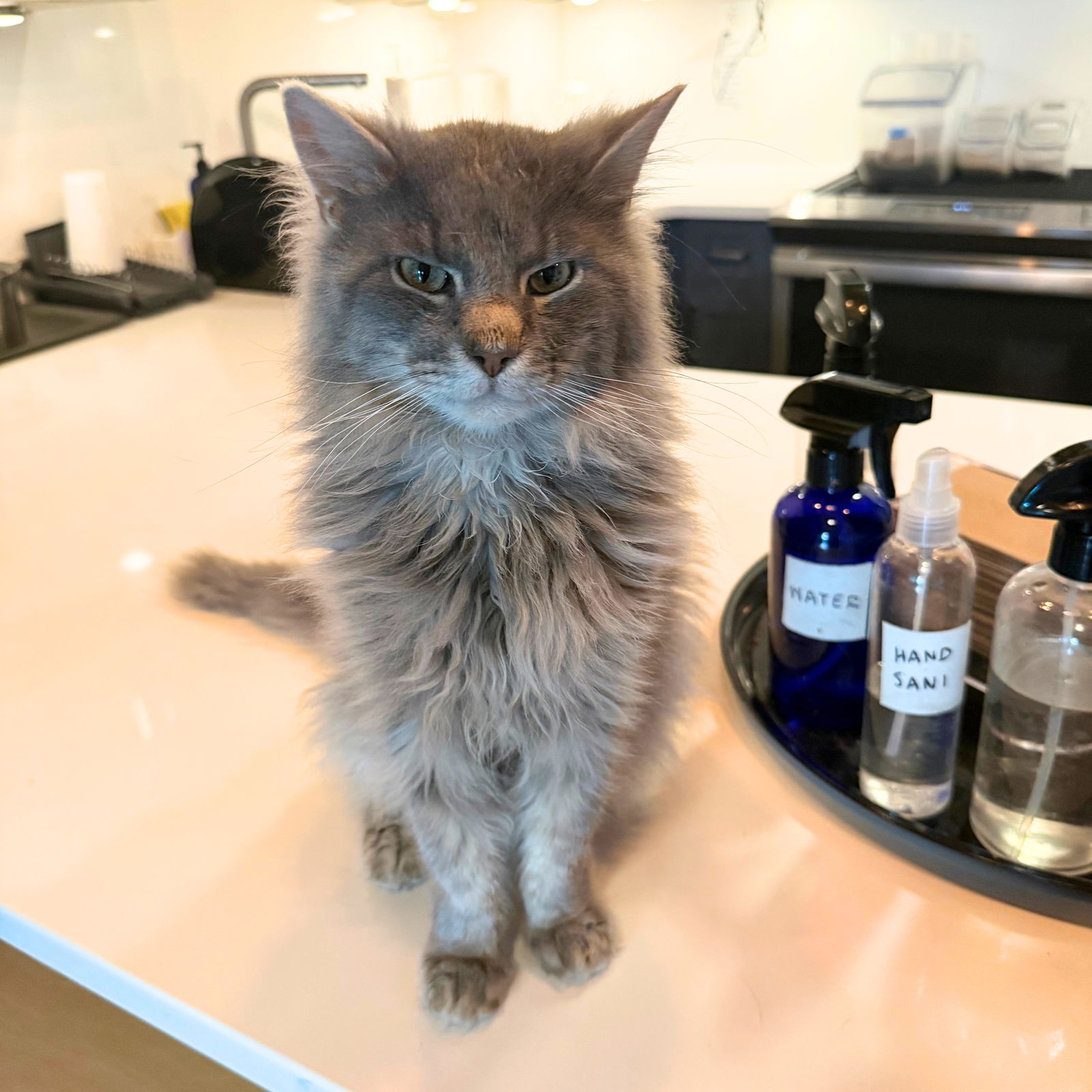 adoptable Cat in Brooklyn, NY named Harris