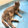 adoptable Cat in brooklyn, NY named Rufus King