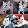 adoptable Cat in , NY named Cyber Chase & the other PBS kittens