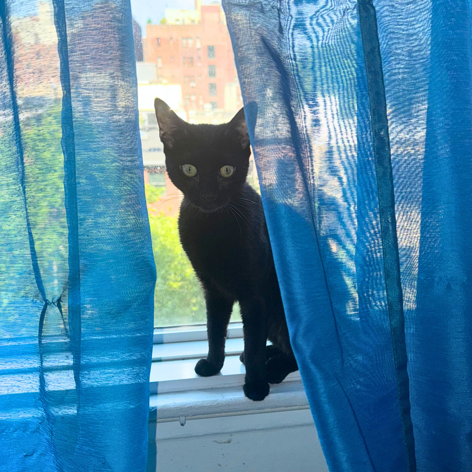 adoptable Cat in Brooklyn, NY named Dani