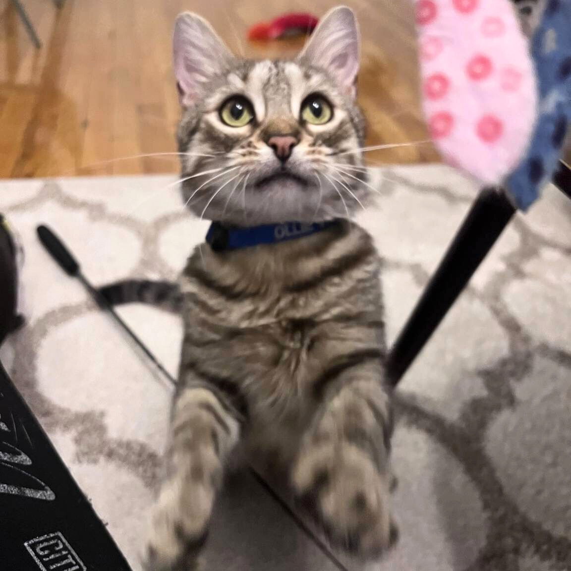 adoptable Cat in Brooklyn, NY named Ollie