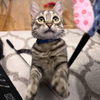 adoptable Cat in brooklyn, NY named Ollie