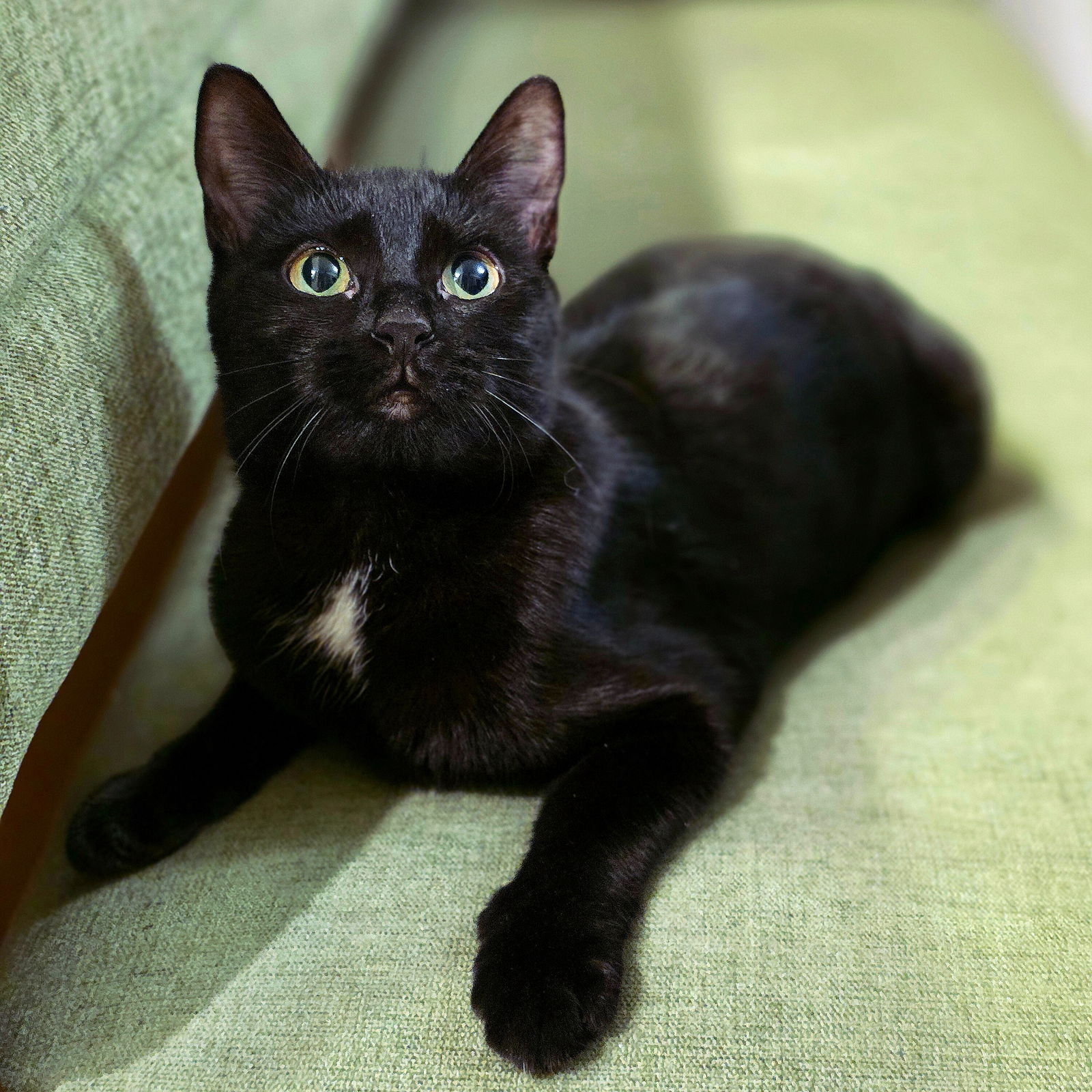 adoptable Cat in Brooklyn, NY named Lourdes