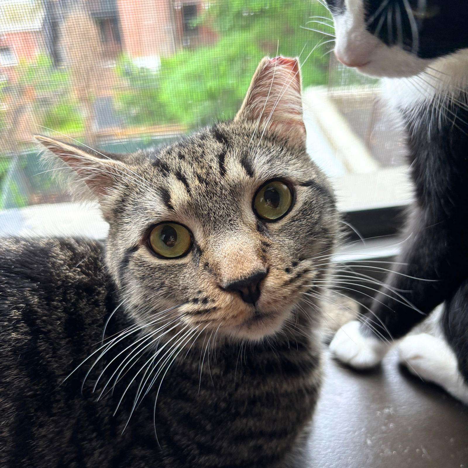 adoptable Cat in Brooklyn, NY named Mastermind