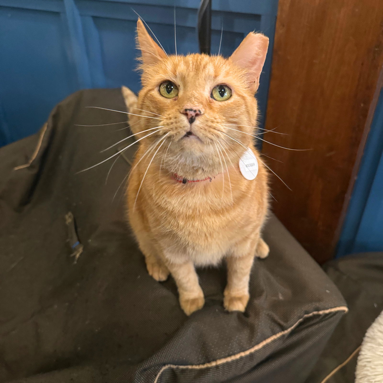 adoptable Cat in Brooklyn, NY named Booger Bristol