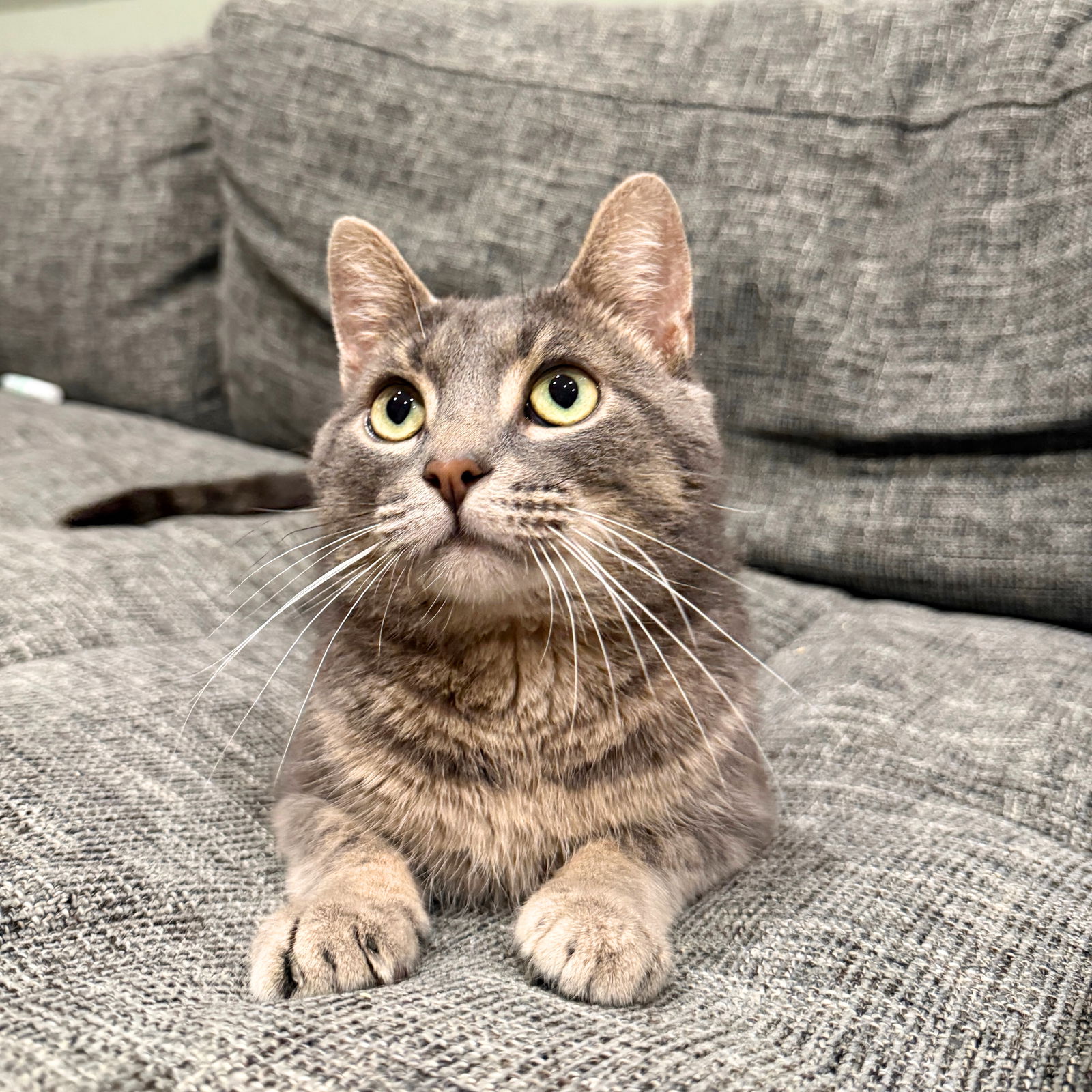 adoptable Cat in Brooklyn, NY named Tributary
