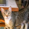 adoptable Cat in  named Missing Marcy