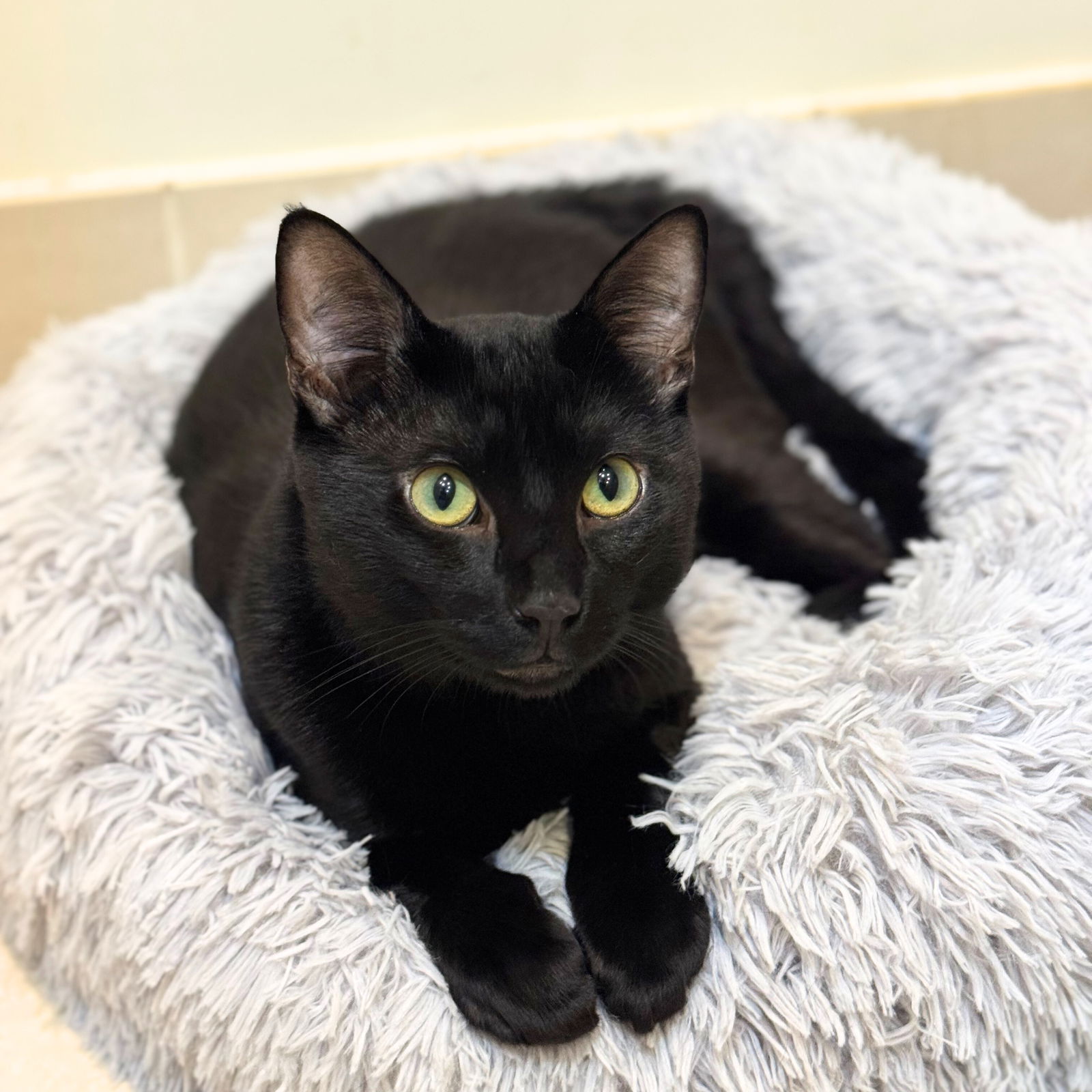 adoptable Cat in Brooklyn, NY named Morning Marcy