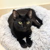 adoptable Cat in brooklyn, NY named Morning Marcy