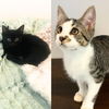 adoptable Cat in brooklyn, NY named Lace & Mince