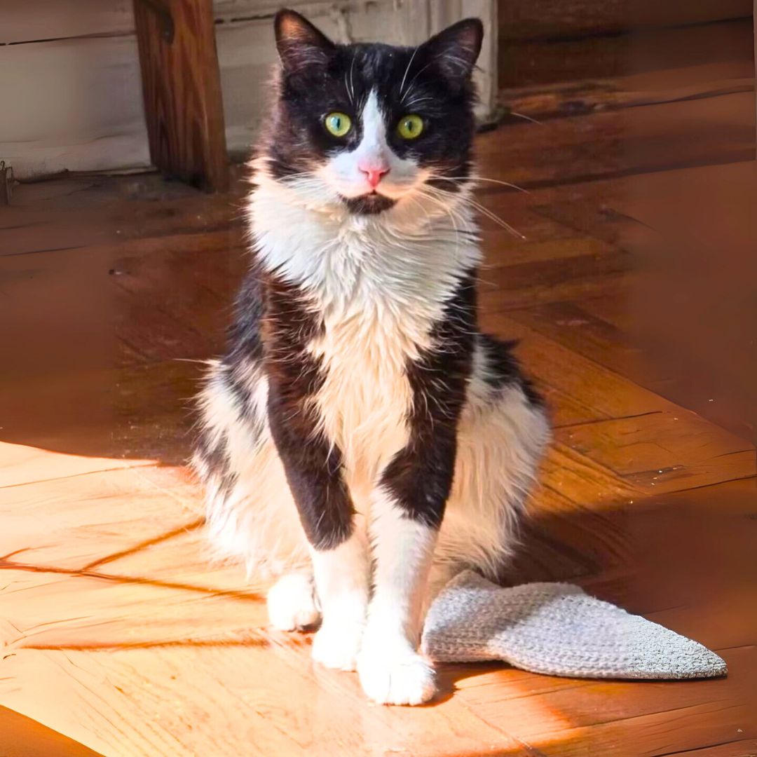 adoptable Cat in Brooklyn, NY named Misfits Marcy