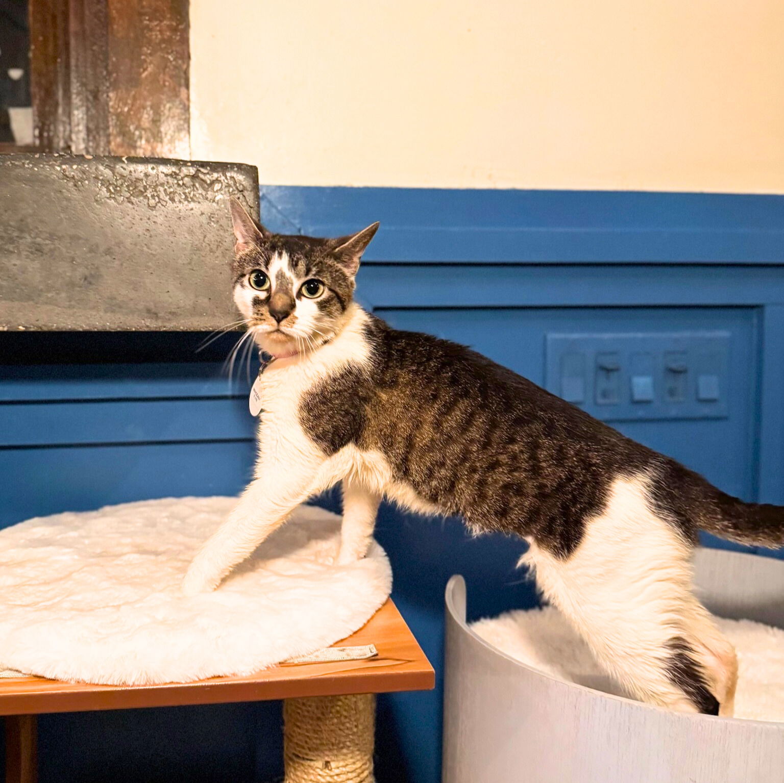 adoptable Cat in Brooklyn, NY named Mahogany Monroe