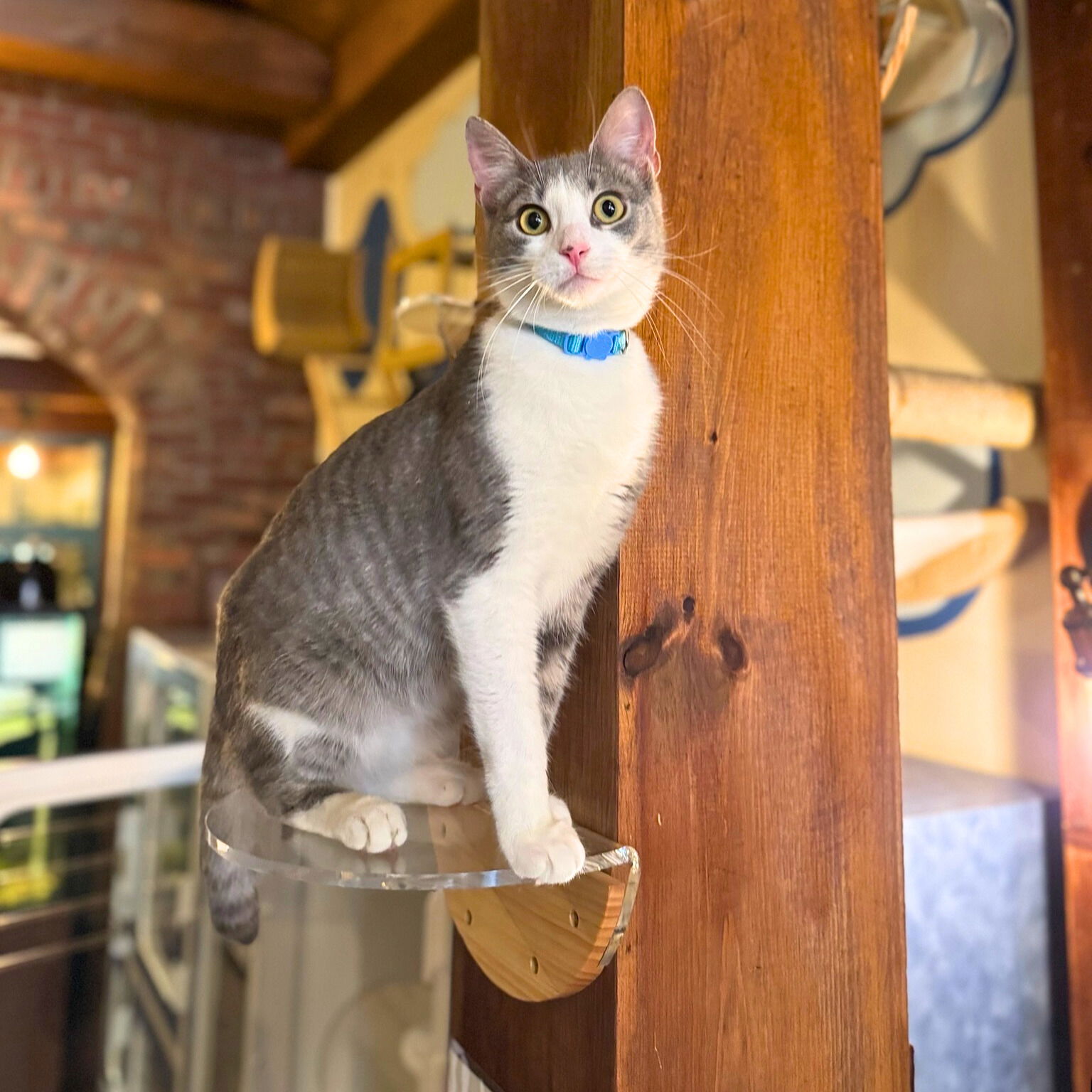 adoptable Cat in Brooklyn, NY named Ralph Lauren