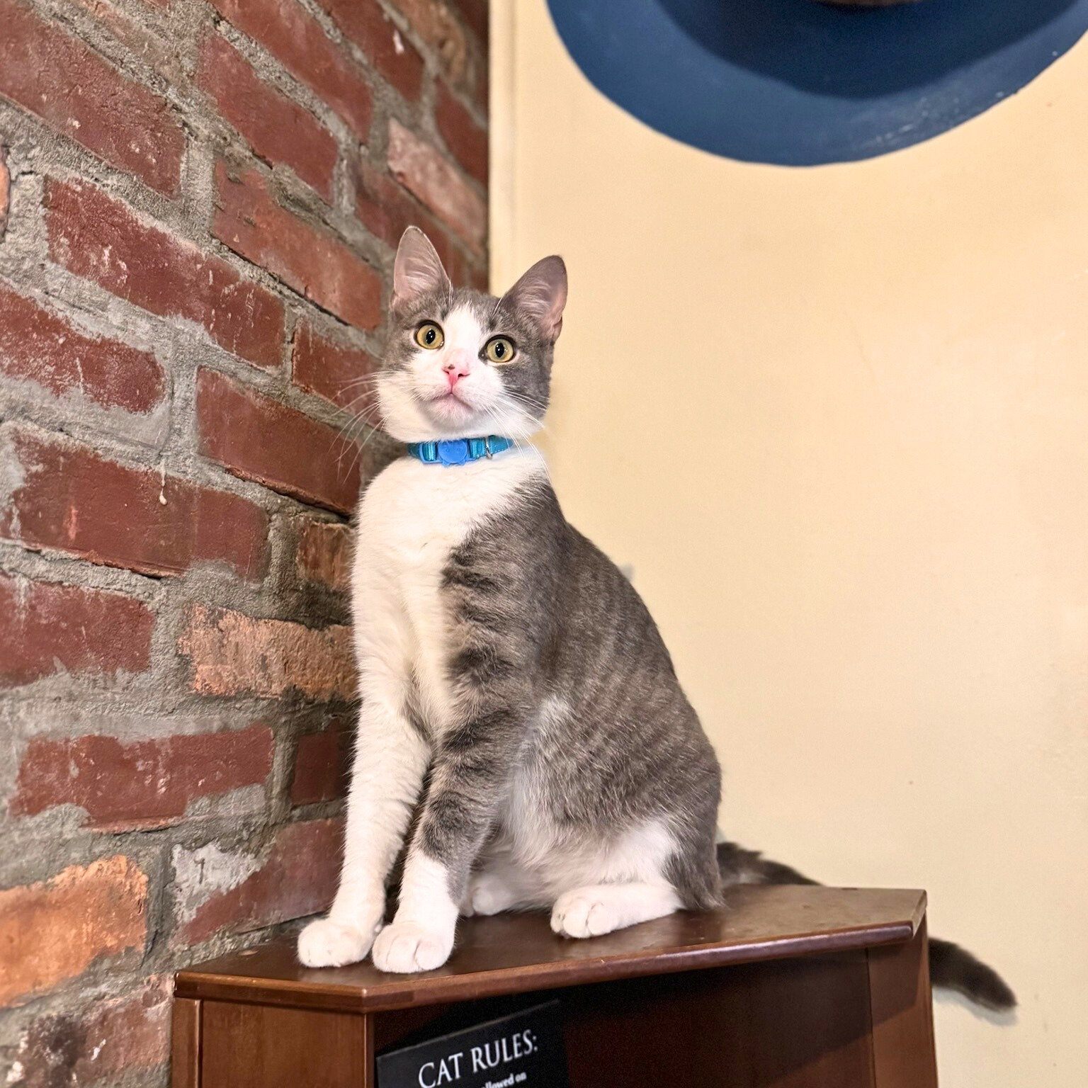 Ralph Lauren - Brooklyn Cat Cafe