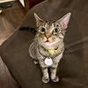 adoptable Cat in brooklyn, NY named Rosie