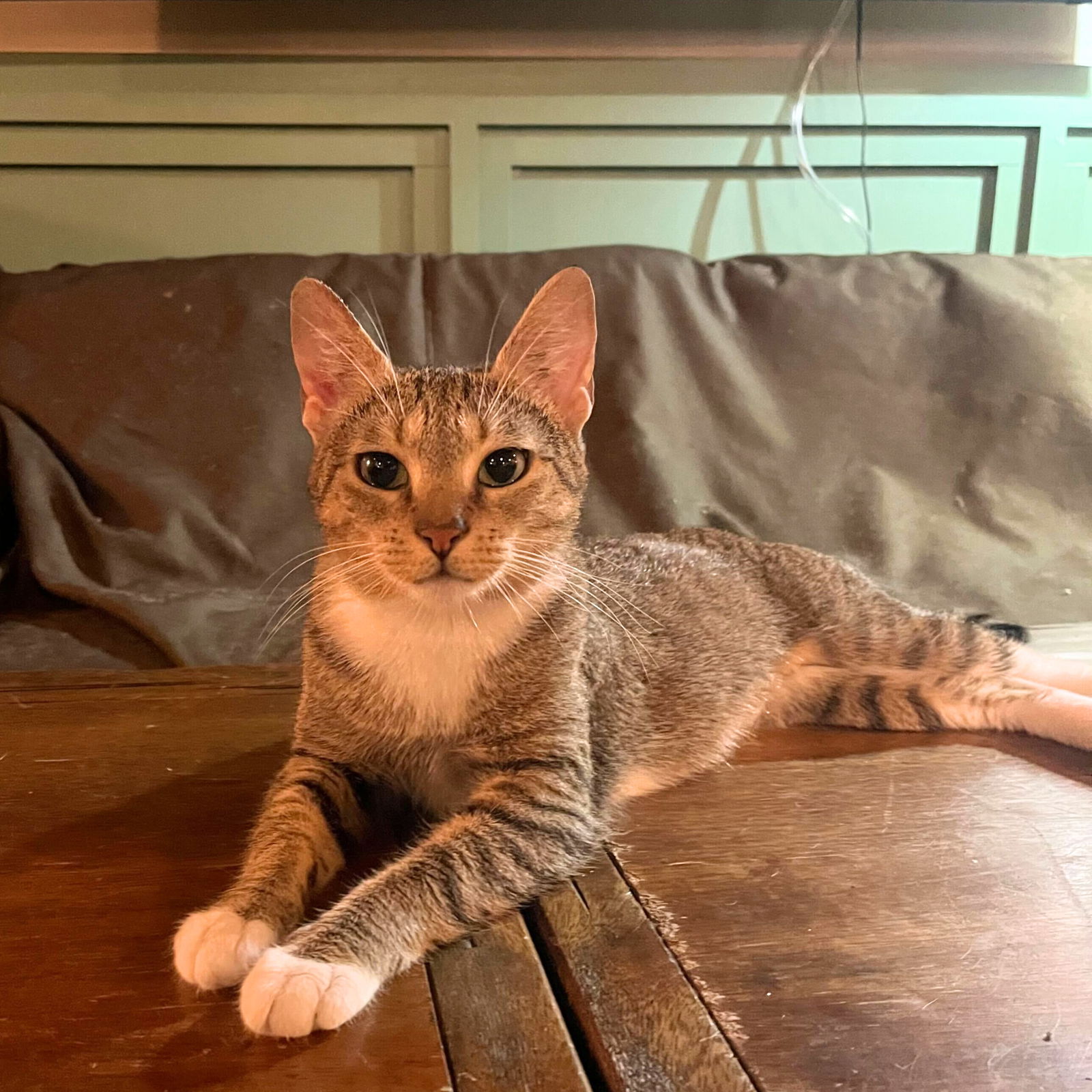 adoptable Cat in Brooklyn, NY named Troop
