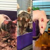 adoptable Rat in brooklyn, NY named Sex and the City Rats