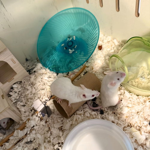 THE SNACK MICE - Mouse available for adoption