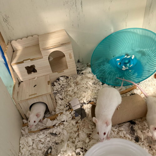 THE SNACK MICE - Mouse available for adoption