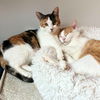 adoptable Cat in brooklyn, NY named Lilo & Lau