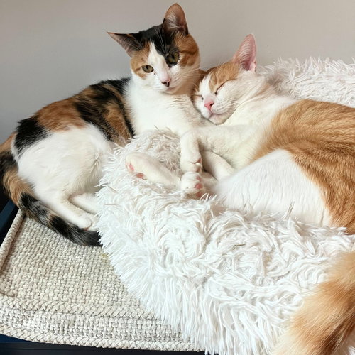LILO & LAU - Domestic Short Hair available for adoption
