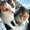 Lilo & Lau - Photo 5
