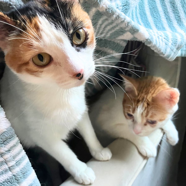 Lilo & Lau