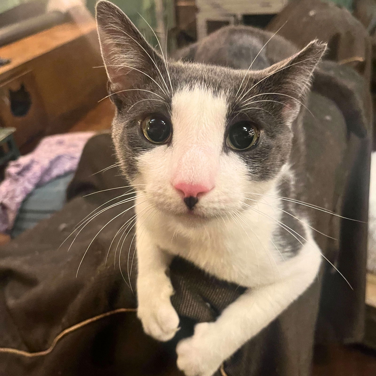 adoptable Cat in Brooklyn, NY named Mazda 2