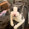 adoptable Cat in brooklyn, NY named Mazda 2