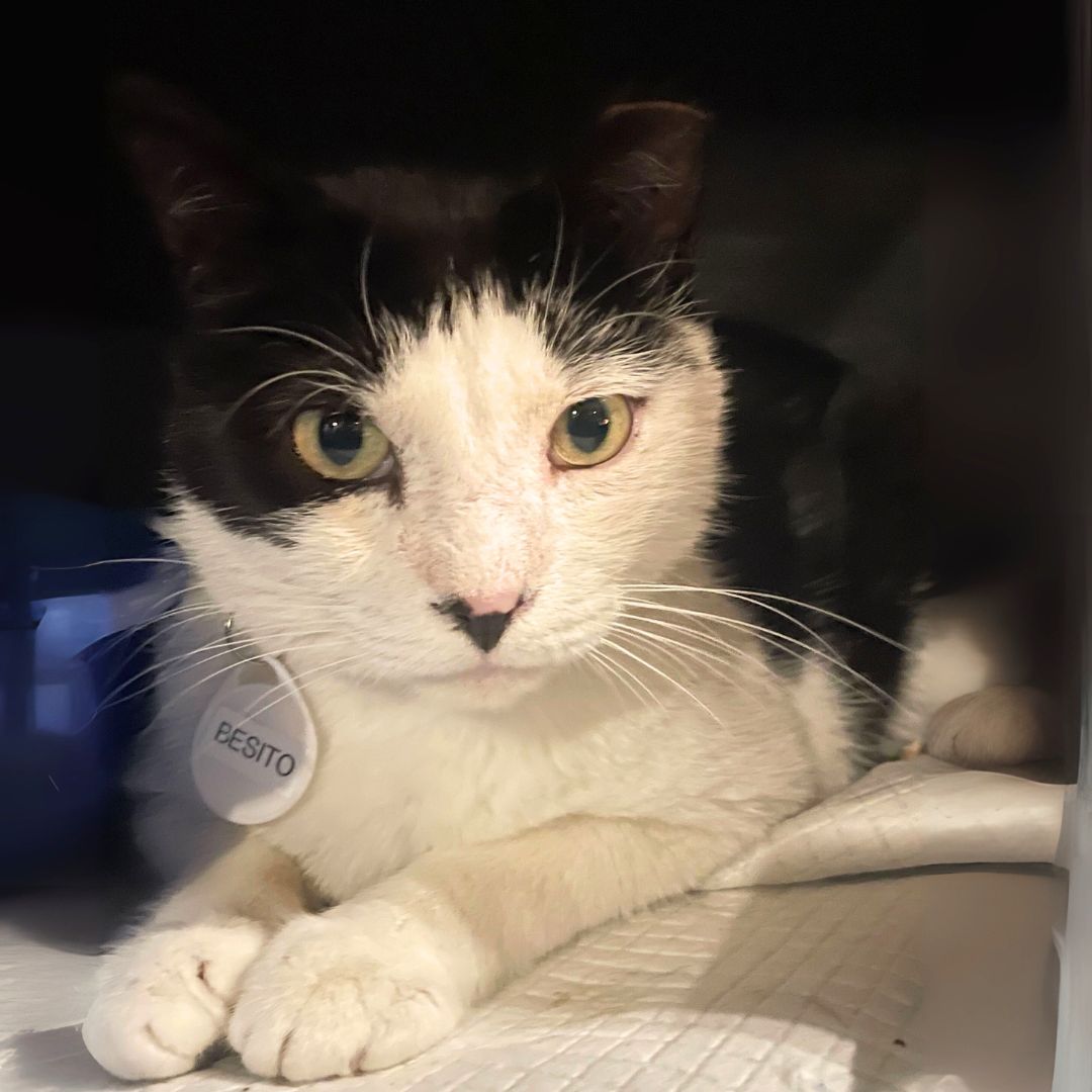 adoptable Cat in Brooklyn, NY named Besito