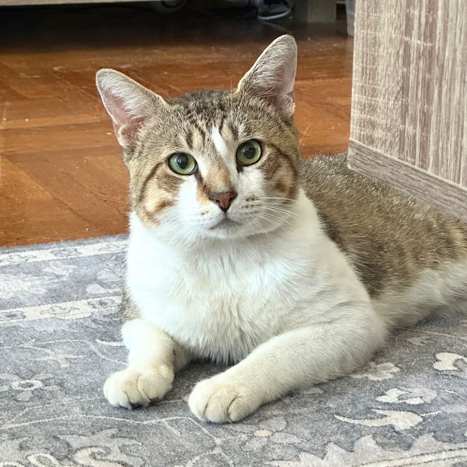 adoptable Cat in Brooklyn, NY named Brulée Bristol