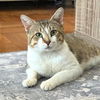 adoptable Cat in  named Brulée Bristol