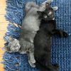 adoptable Cat in  named Wisp & Gleam