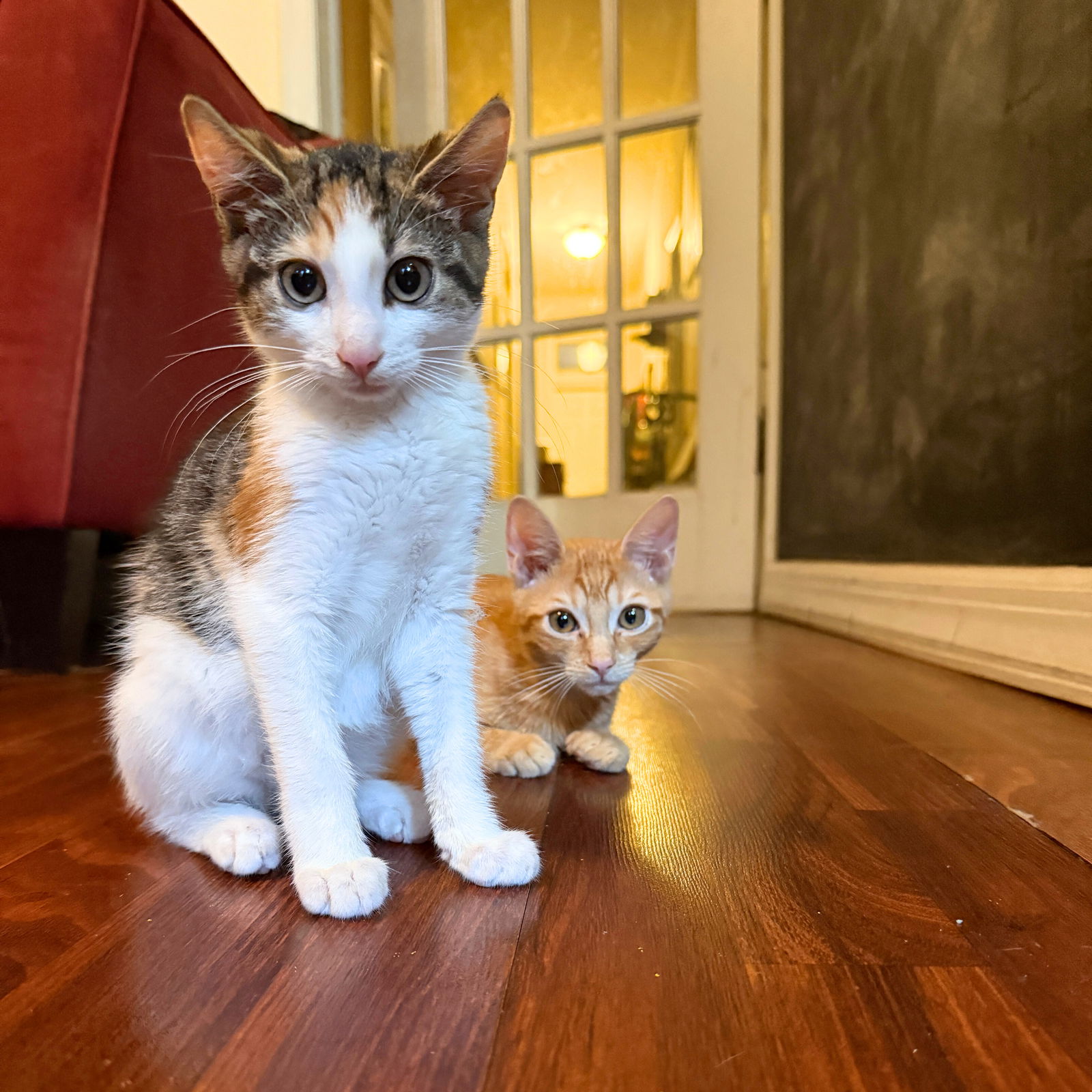adoptable Cat in Brooklyn, NY named Niamh & Menelaus