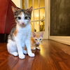 adoptable Cat in  named Niamh & Menelaus