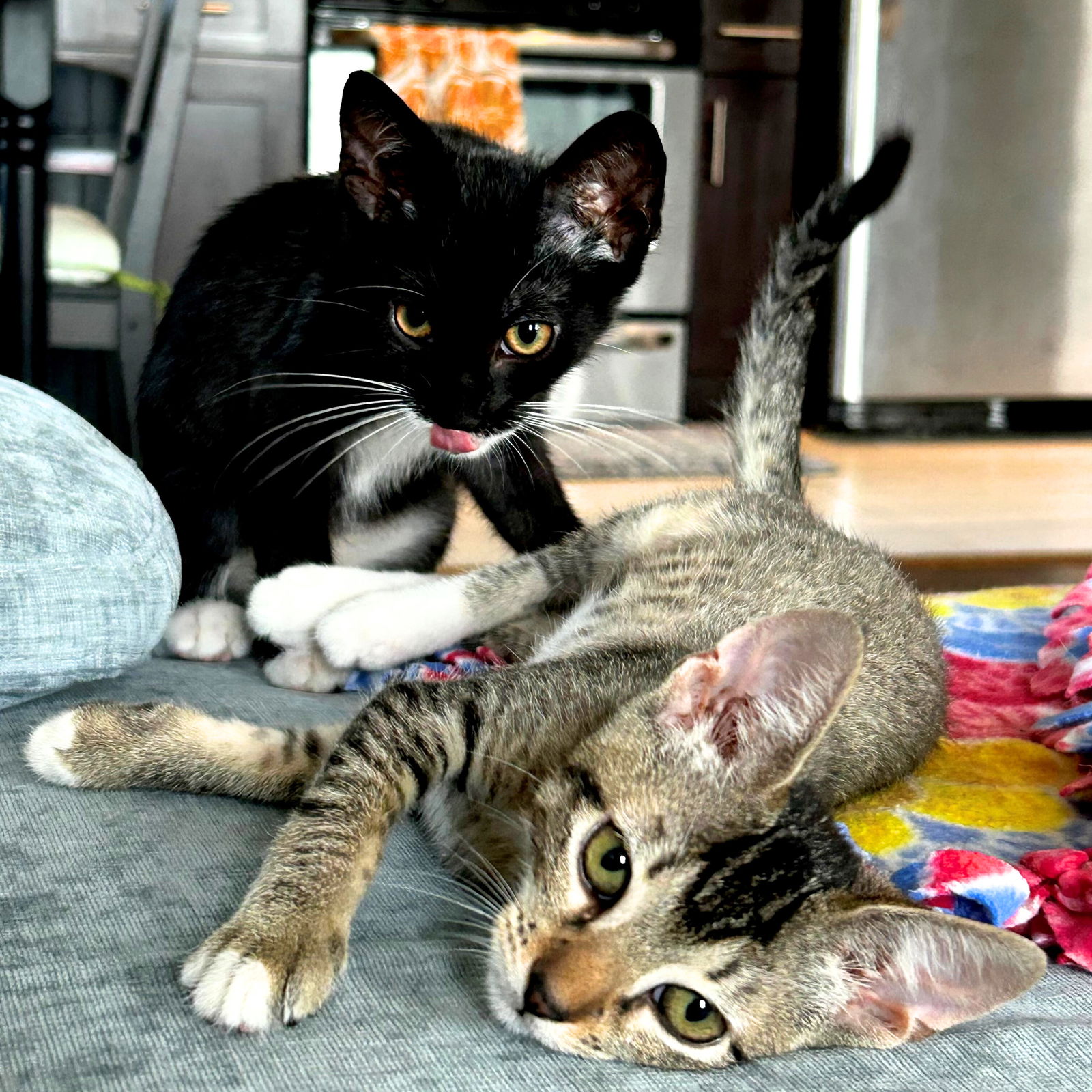 adoptable Cat in Brooklyn, NY named Vulpix & Bulbasaur