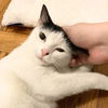 adoptable Cat in brooklyn, NY named Mucca Marcy