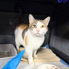 adoptable Cat in , NY named Lenny G