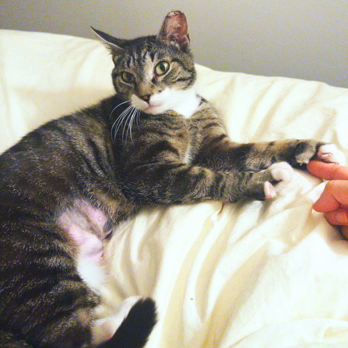 MISTY - Domestic Short Hair available for adoption