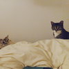 Misty - Photo 3