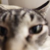 Misty - Photo 6