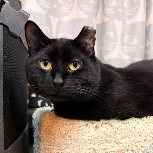 Noir, Adult Domestic Short Hair, cat for adoption in Clifton, New Jersey