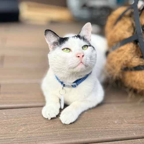 Panda, an adoptable Domestic Short Hair in Brooklyn, NY