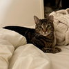 Dumont Strauss - Photo 6