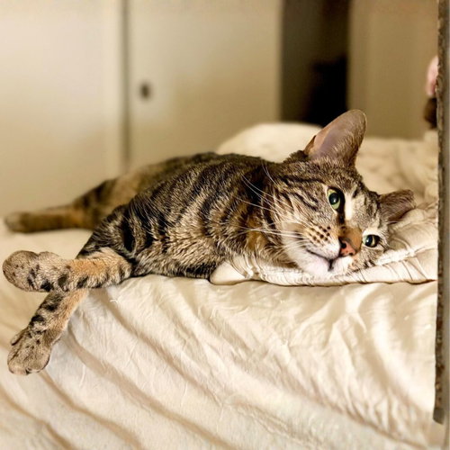 DUMONT STRAUSS - Domestic Short Hair available for adoption