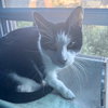 Lil' Sir - Photo 5